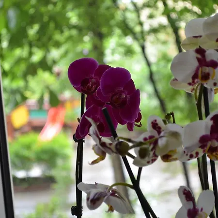 Orchidea Centrum * Varsovie
