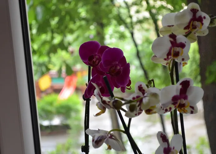 Orchidea Centrum * Varsovie